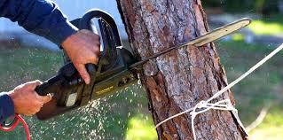 Best Lawn Maintenance Plans  in Baxter Village, SC