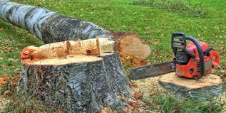 Best Tree and Shrub Care  in Baxter Village, SC