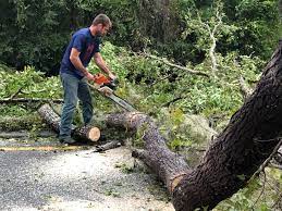 How Our Tree Care Process Works  in  Baxter Village, SC