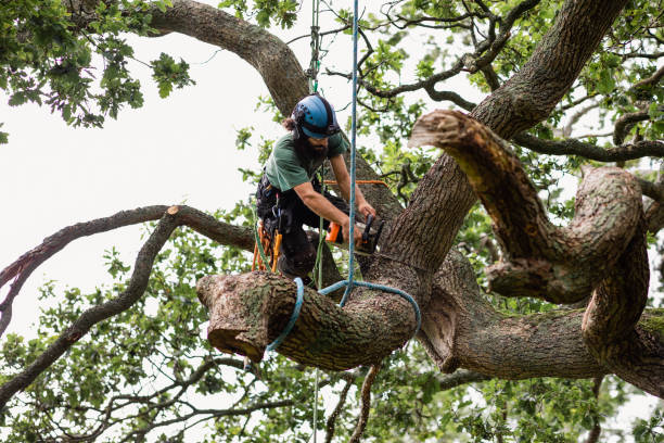 Best Tree Removal  in Baxter Village, SC