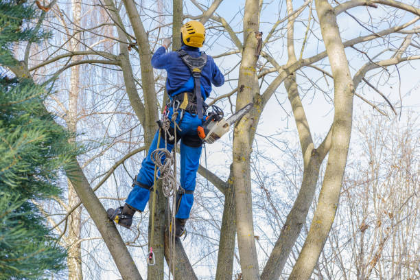 Best Lawn Pest Prevention  in Baxter Village, SC