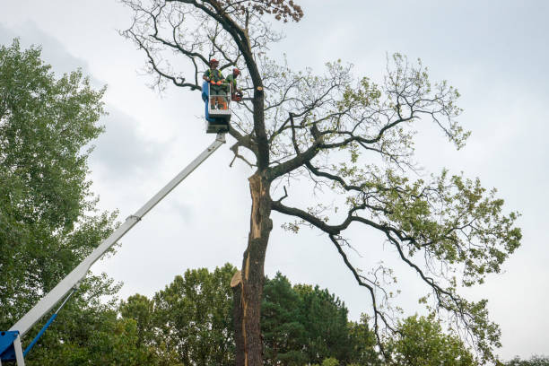 Mulching Services in Baxter Village, SC