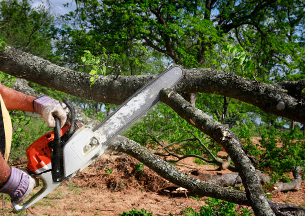 Lawn Maintenance Plans in Baxter Village, SC