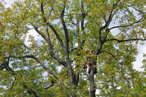 Professional Tree Care in Baxter Village, SC